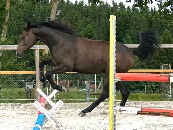 Mladá kobylka po Cornet de Lux - 7