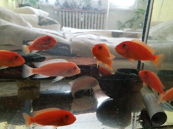 Prodám tlamovce z jezera Malawi - 7