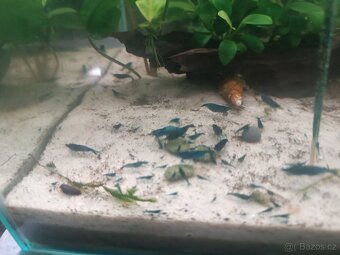 Krevetky Blue dream - 7