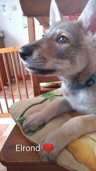 Saarloosův vlčák - štěňátka s PP - 7