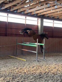 7 lety valach do sportu - 7