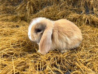Mini lop mláďata k rezervaci - 7