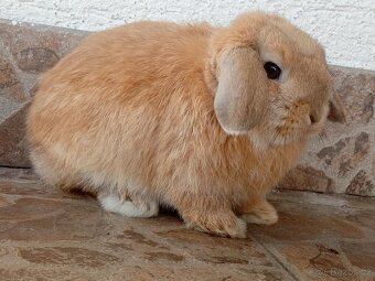 Volná samička - Anglický Zakrslý Beránek MiniLop🍑🧡 - 7