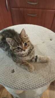 Britské whiskas kočičky s PP - 7