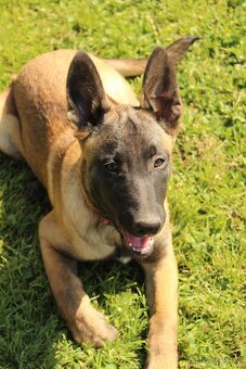 Belgický ovčák malinois - 7