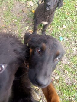 Labernese štěňátka - 7