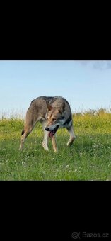 Saarloosův vlčák - 7