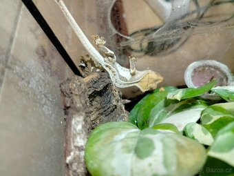 Pagekon řasnatý - 7