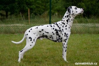 Dalmatin - štěňátka s PP - 7