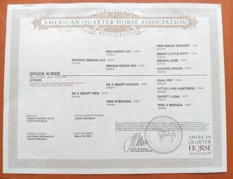 Dvouletý valach QH cutting - 7