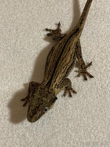Rhacodactylus auriculatus 1,2 - 7