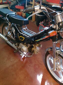 Jawa betka(Champ) - 7