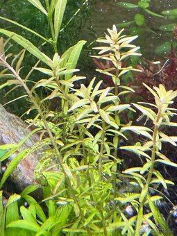 Akvarijní rostliny - 7