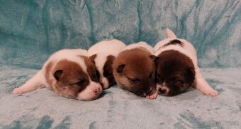 Shiba inu pinto s PP-1.vrh v ČR - 7