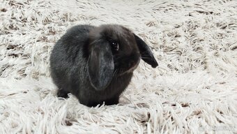 Zakrslý beránek, králíček, králík - BIBI - 7