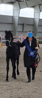 Černý hřebec BP 1.prémie - 7