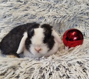 Minilop - anglický zakrslý beránek s VP - 7