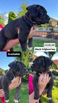 AMERICAN BULLY XL s PP - 7