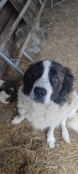 Štěňata - Moskevský strážní pes - 7