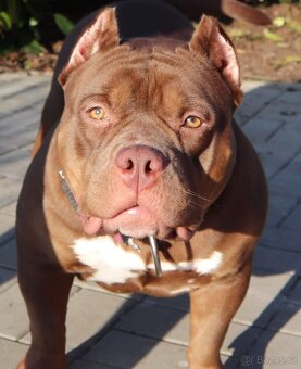 American Bully pocket size POCKET/STANDARD - 7