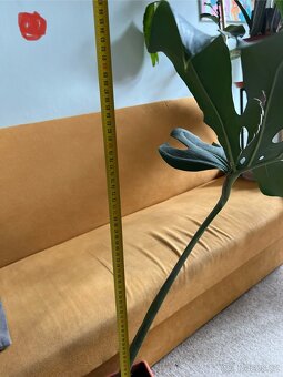 Monstera zakořeněné řízky 3ks - 7