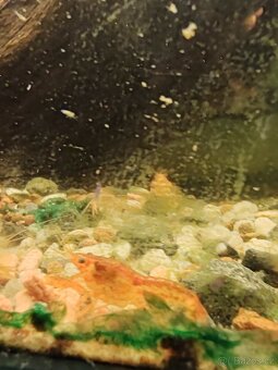 Prodej krevetek a doplňků - 7