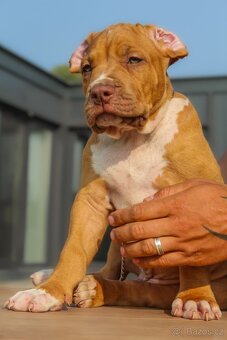 American Bully XL - 7