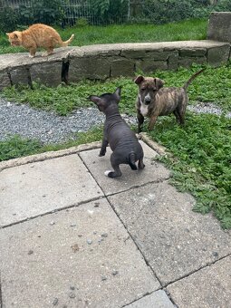 Peruánský naháč - 7