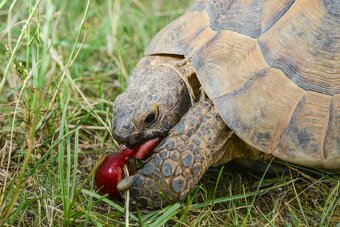 Prodám malé želvy + vybavená terária - 7