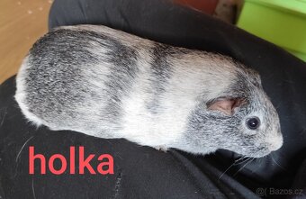 morče, morčátko - 7