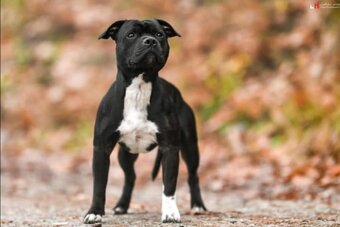 Asterix Black Aku tamariki bohemia, Brigh Boiaimon,Blue Pret - 7