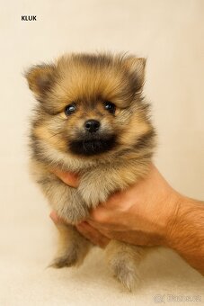 Pomeranian štěňátka (bez PP) - Ostrava - 7