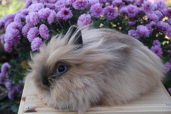 Krásná zakrslá samička teddy/lvíček s milou povahou - 7