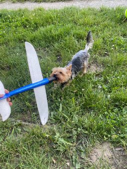 Jorkšírský teriér - 7