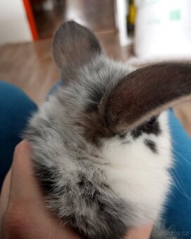 Zakrslý beránek králíček - 7