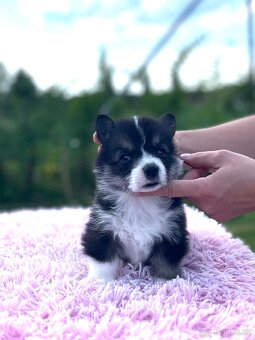 Welsh corgi pembroke s PP (FCI) - 7