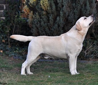 Labradorský retrívr- žlutá štěňátka s PP - 7