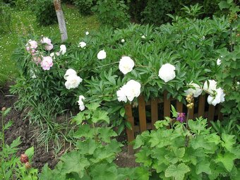 Cibule narcisů, tulipánů,trsy kopretin,řebříčků a pivoněk - 7