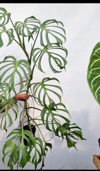 Monstera Burle Marx Flame sběratelská rostlina, květina - 7