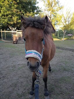 Shetland a mini Shetland - 7