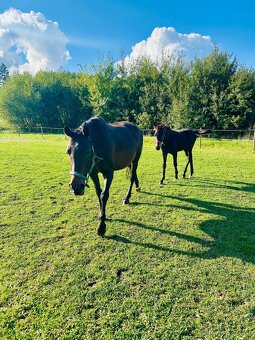Nadějný drezurní hřebeček po odstavu Toto Gold/Glamourdale - 7