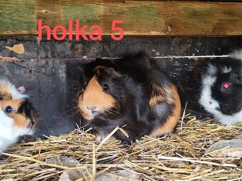 morče, morčátko - 7