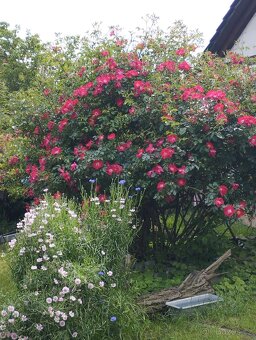 Dům 5+1 Lužice - 7