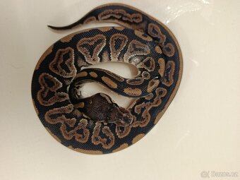 Krajta královská - 7