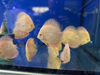 Terčovec Discus - 7