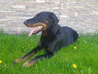 Štěňátka plemena Beauceron (Berger de Beauce) - 7
