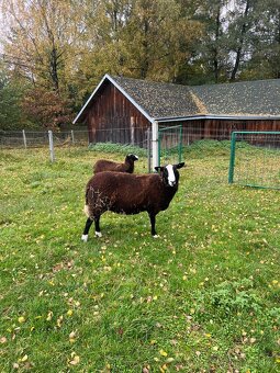 Ovečky  Zwartbles - 7