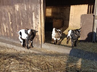 Holandská zakrslá koza - 7