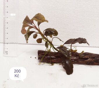 Bucephalandra - 7