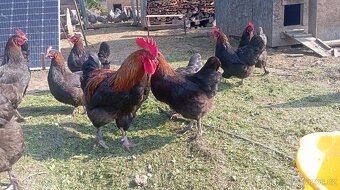 Ještě nová čistokrevná kuřátka pod kvočnu - 7